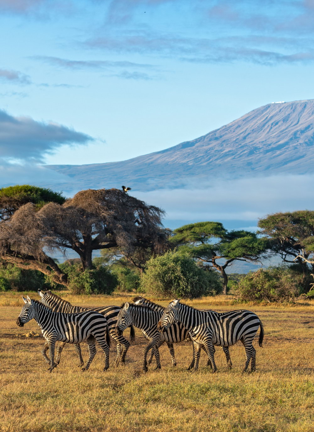 Telefy eSIM in Africa