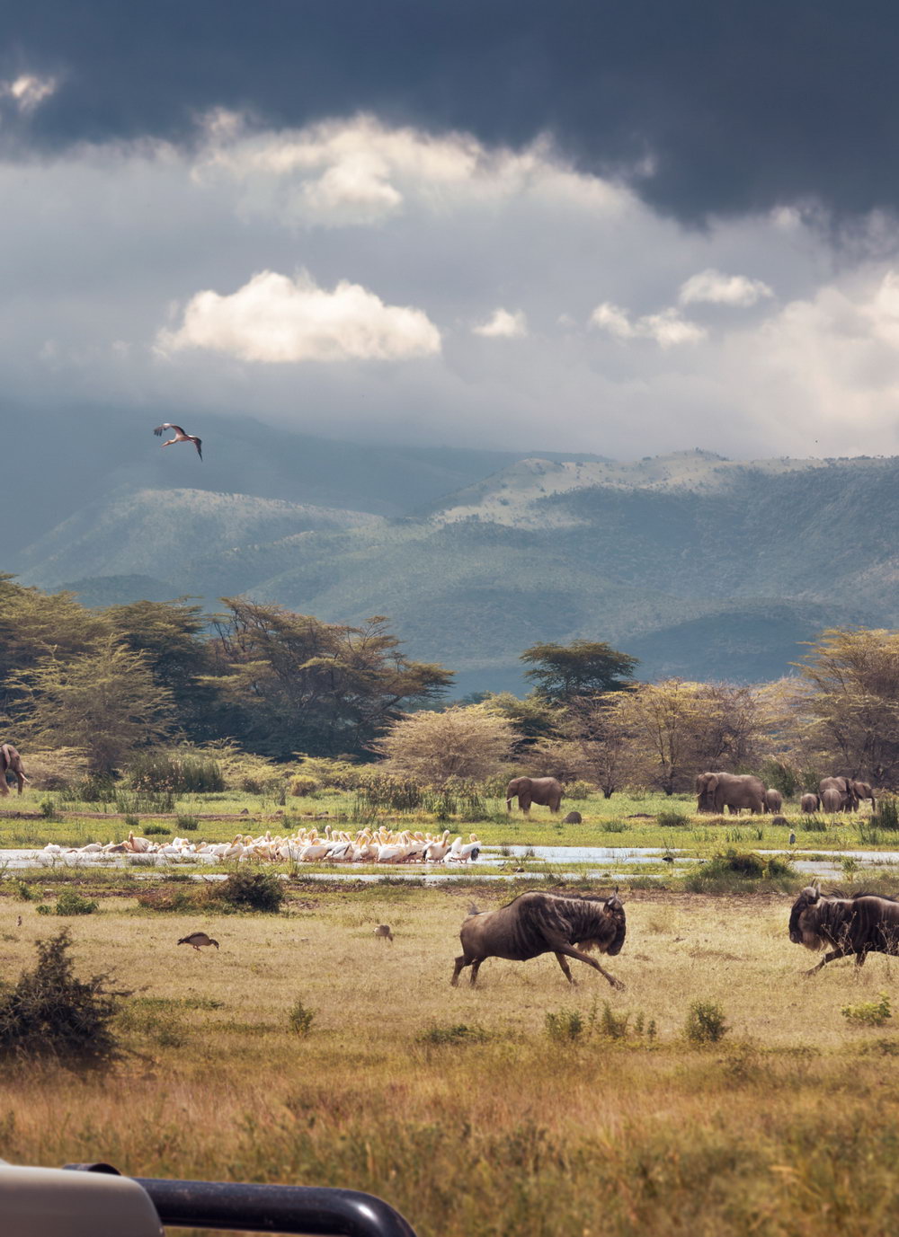 Telefy eSIM in Tanzania